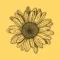 Sunflower Simi