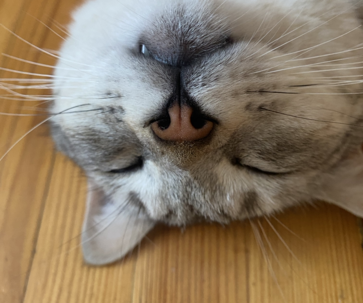 Елена Соколова