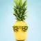 Pineapple editor