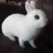 Magnus Rabbit