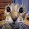 gato. w