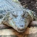 head