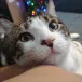 head