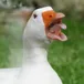 head