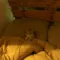 Cat Moon